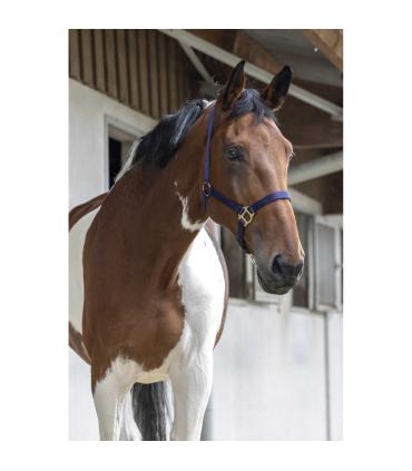 Licol nylon RIDING WORLD