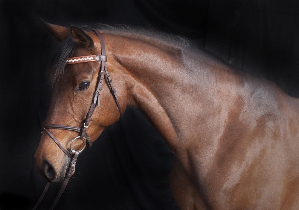 gros plan sur la tête d'un cheval Stock Photo